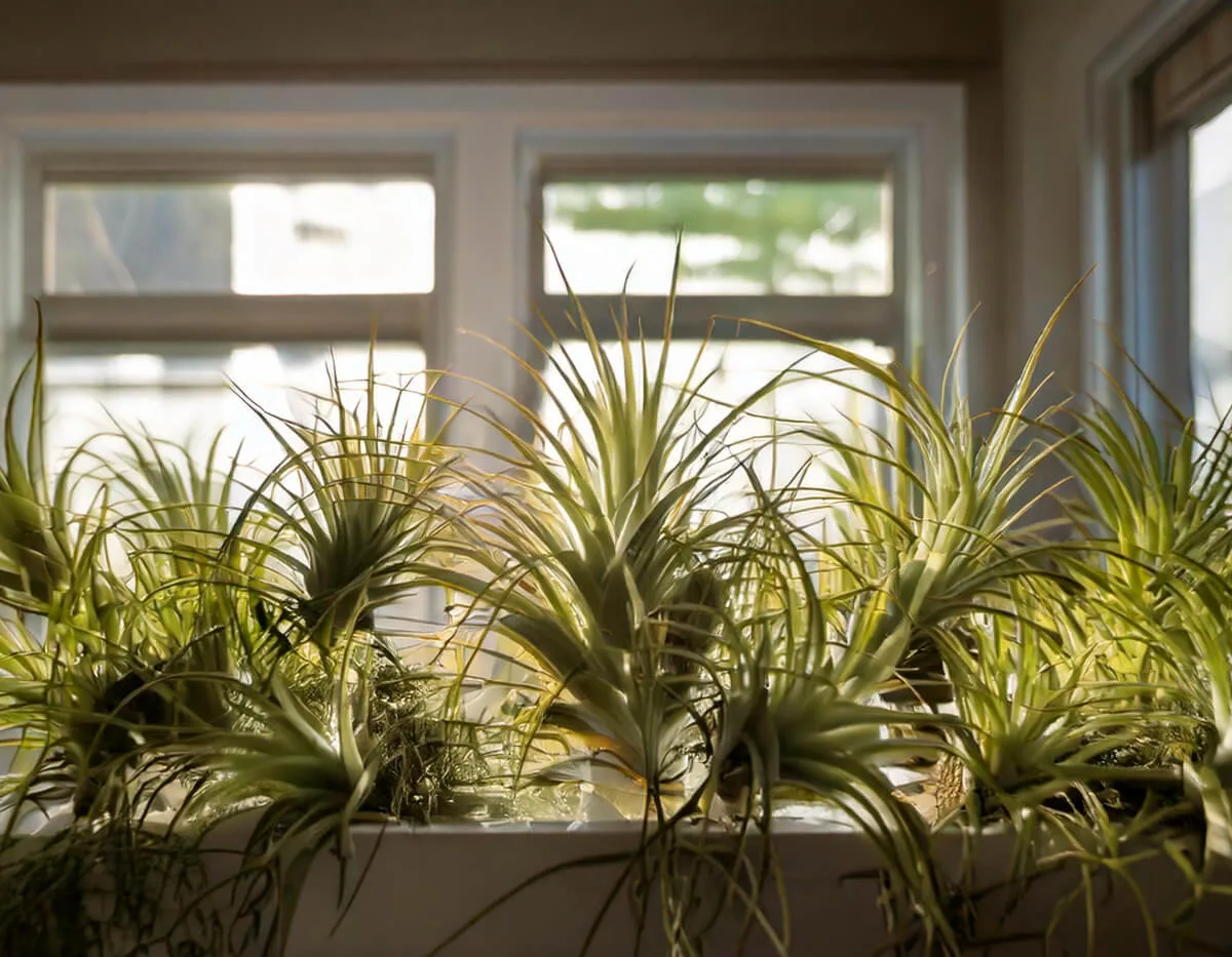 Αερόφυτα Τιλάντσια